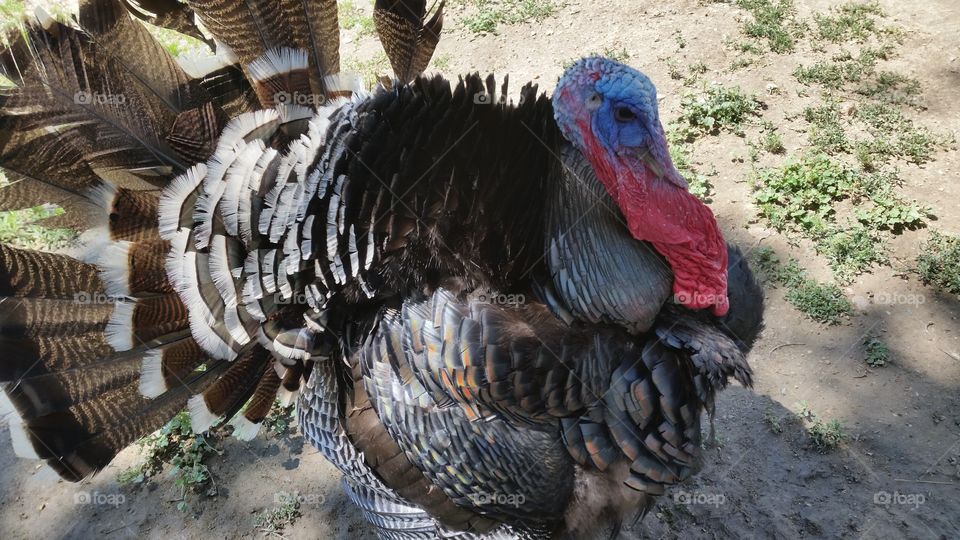 Tom turkey
