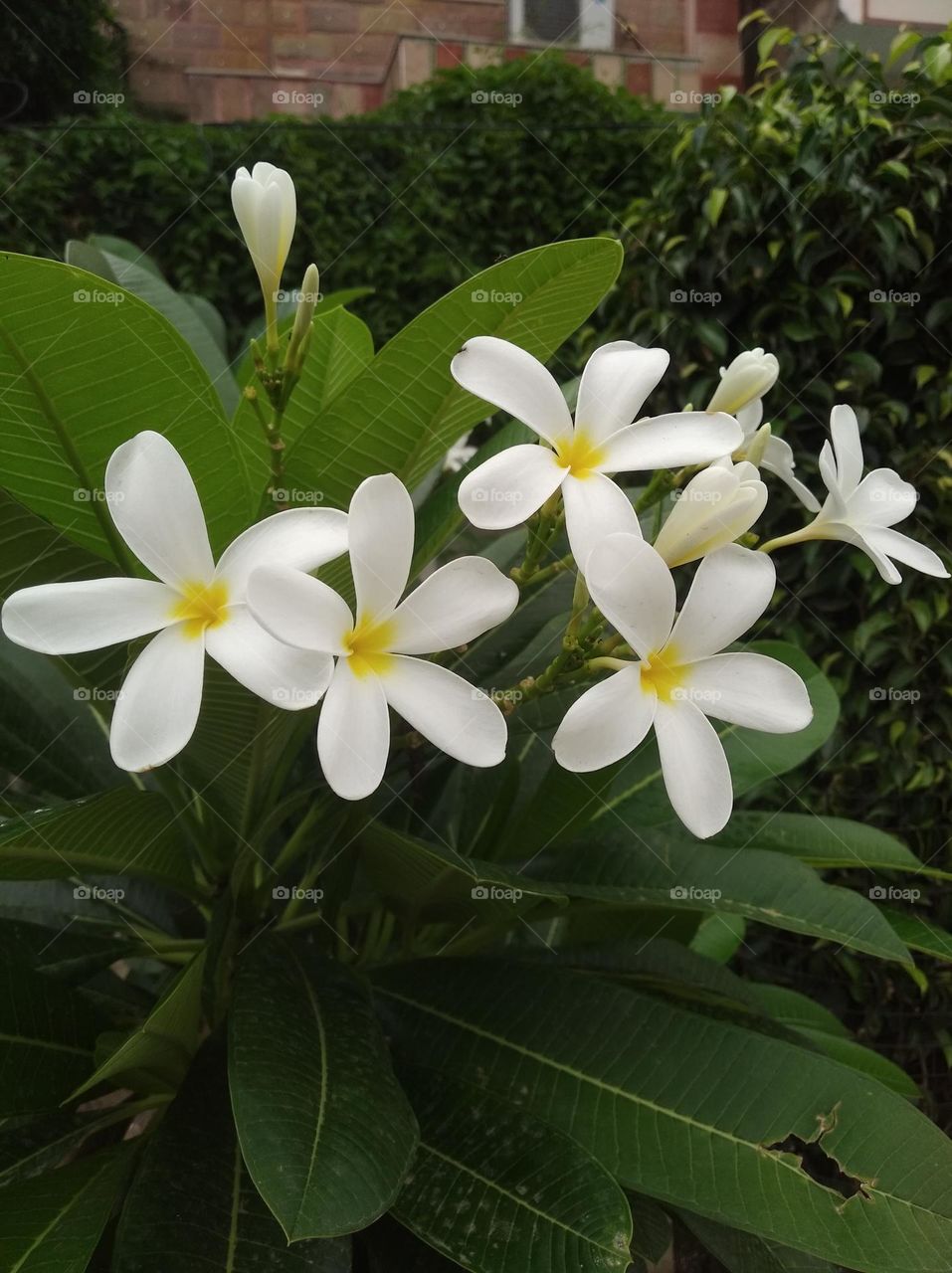 white flower seasonal fresh shurb small size looks very beautiful generally found everywhere