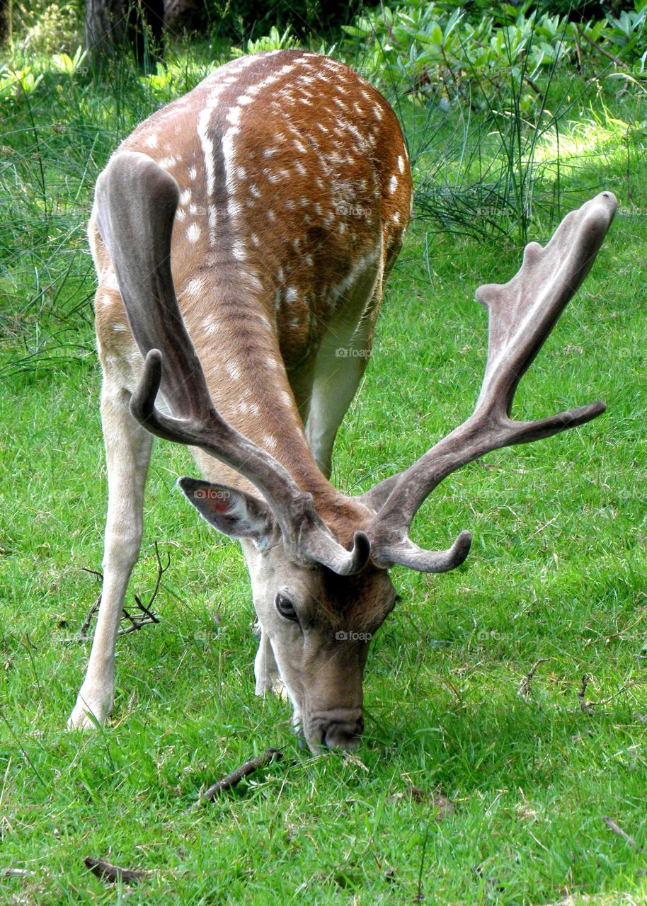 I love this place and these animals;) so close :) Farran Wood, Ireland