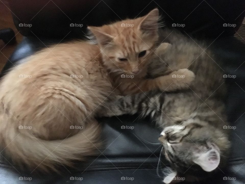 Friends kittens 