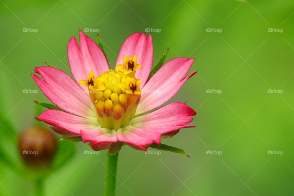 Cosmos Blooming