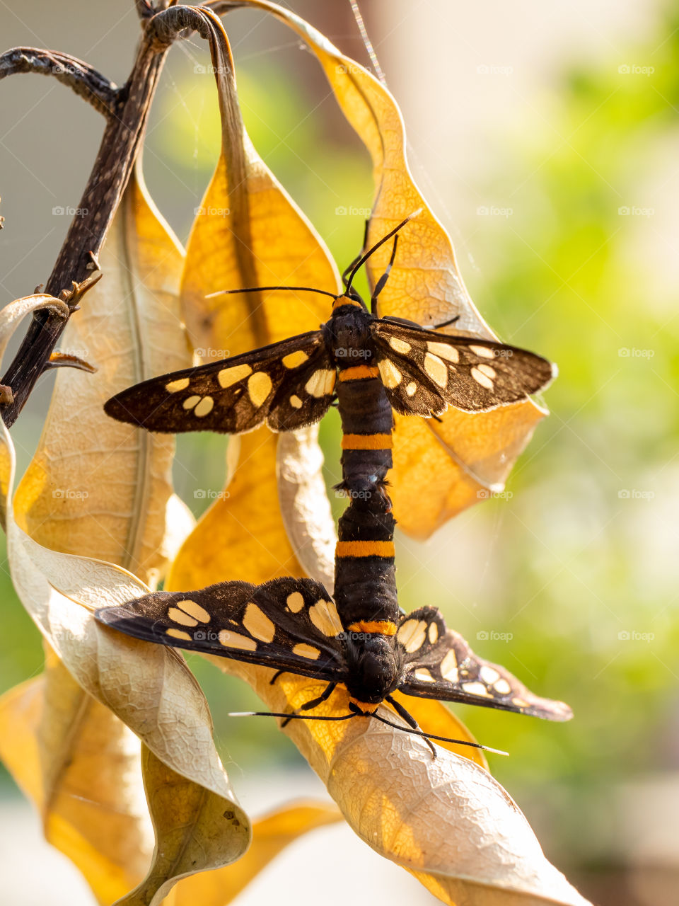 Mating