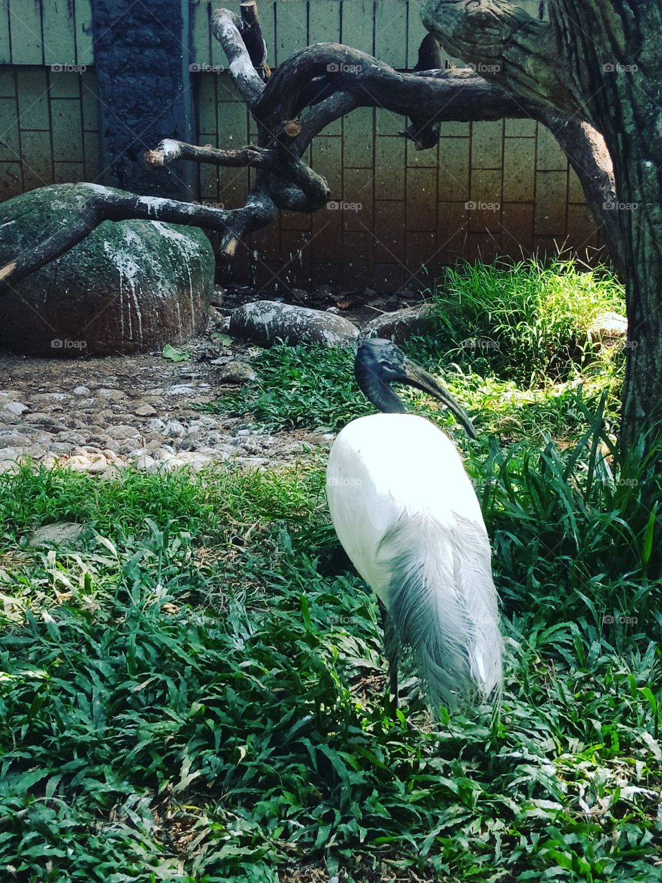 ibis putih or black head ibis