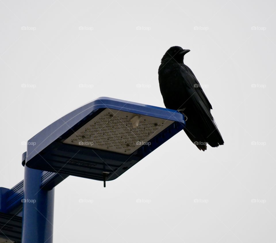 Towering above a local parking lot, sits a Raven on a light post. He watches me as I photograph his smaller friends. 