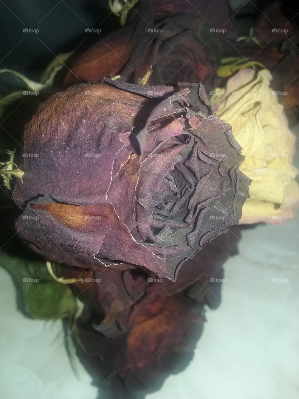 Dead roses