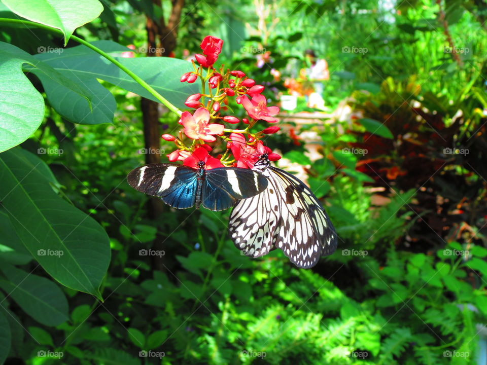 Butterfly in a garden background.