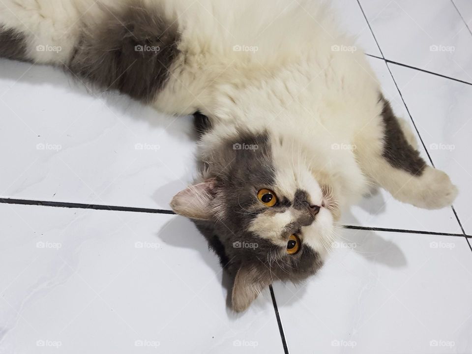 cat was playing with owner