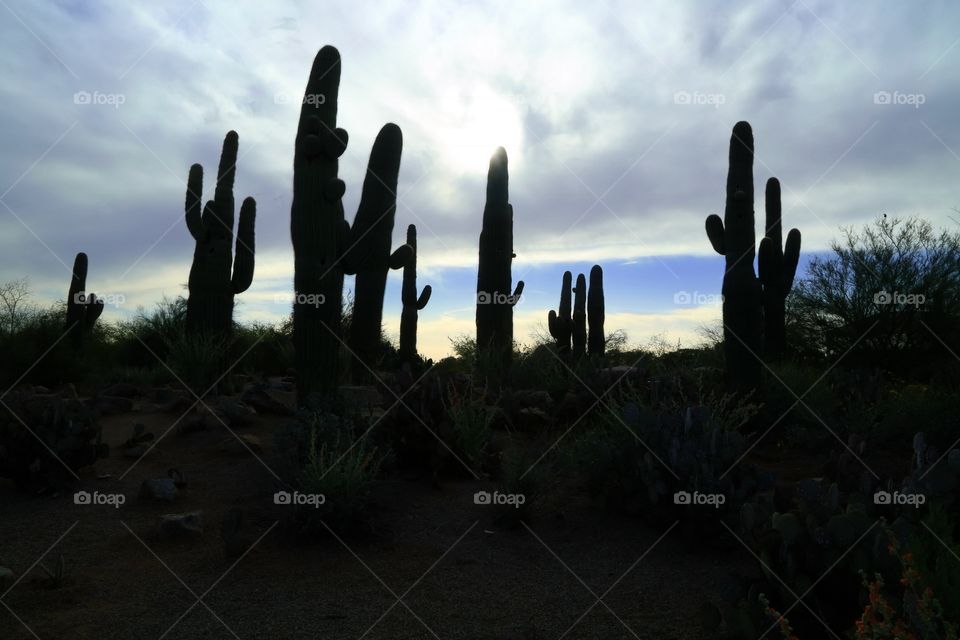 Saguaro cactus