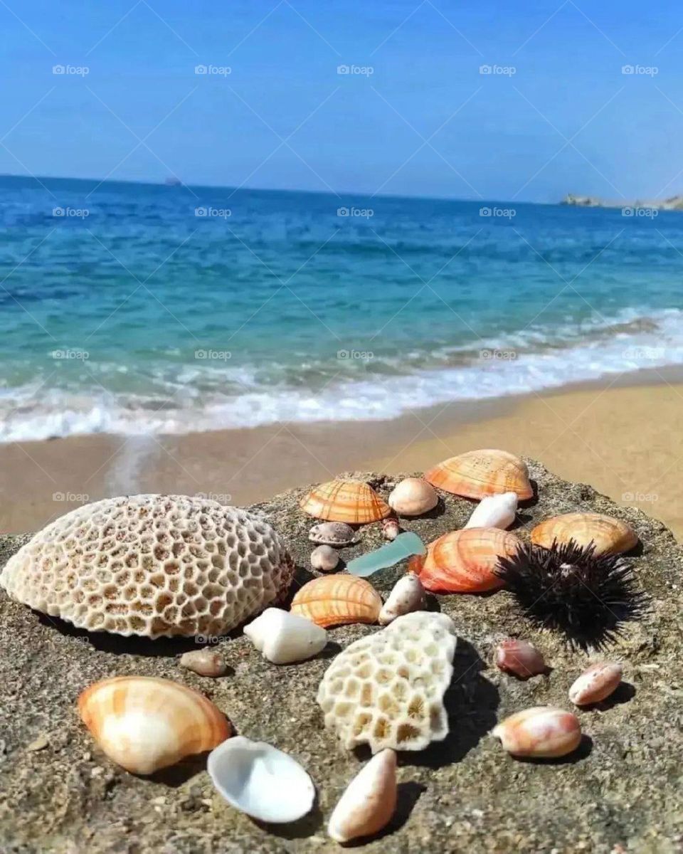 Gathering colorful, beautiful shells