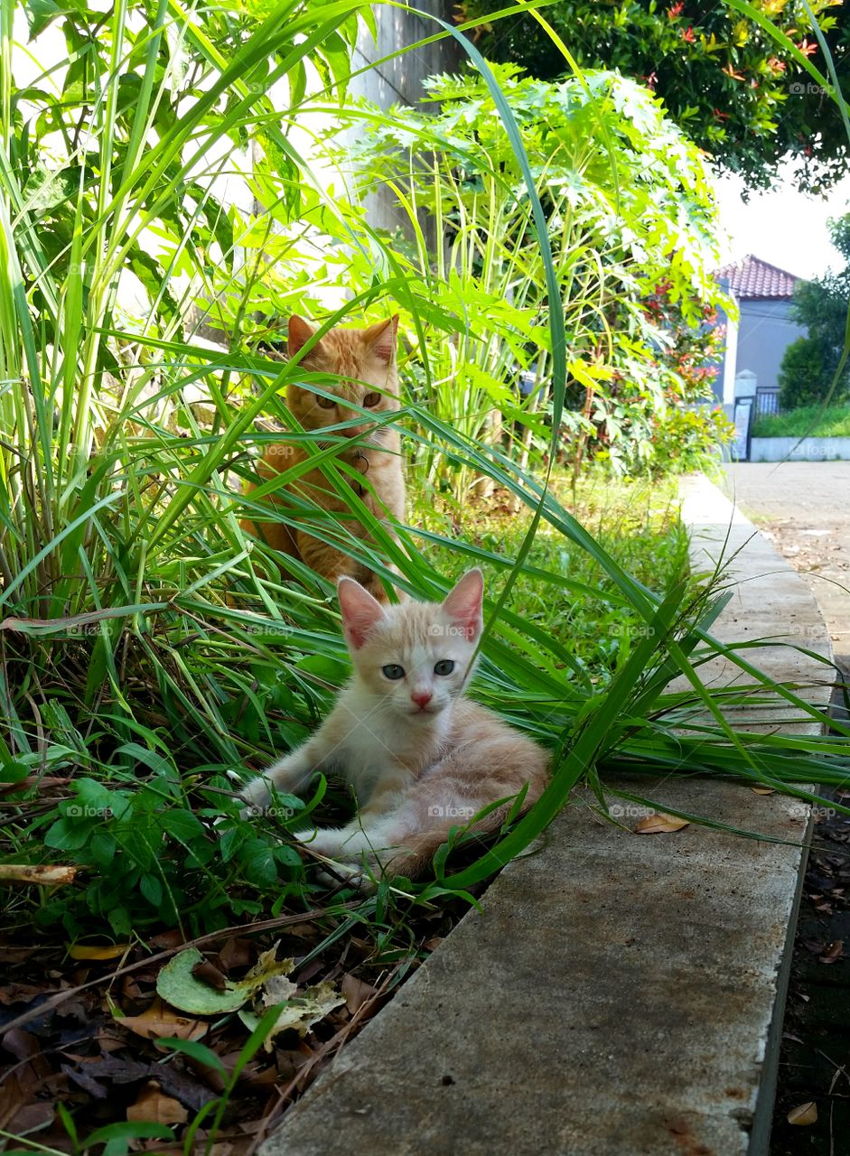 Cat and kitten enjoy the day together.
