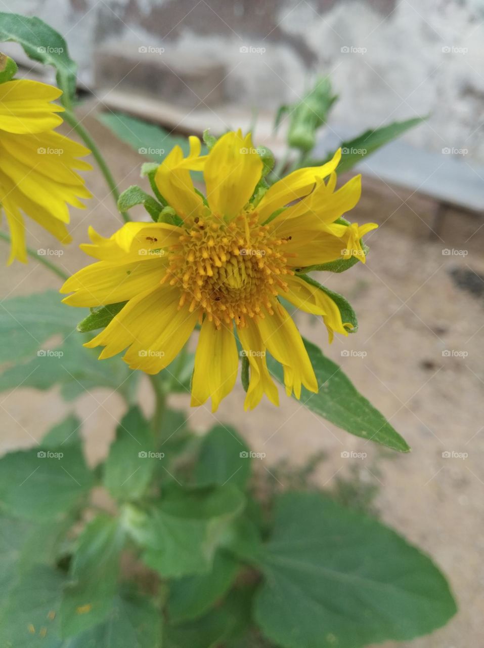 sunflower yellow fresh seasonal looking very beautiful generally found everywhere fresh seasonal