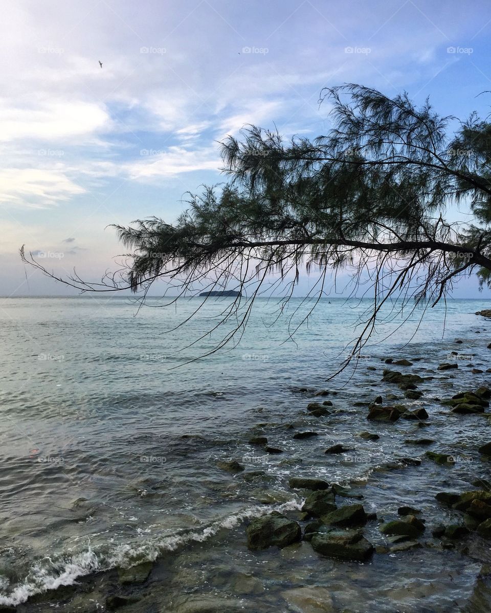 Tree and stones at seashore
