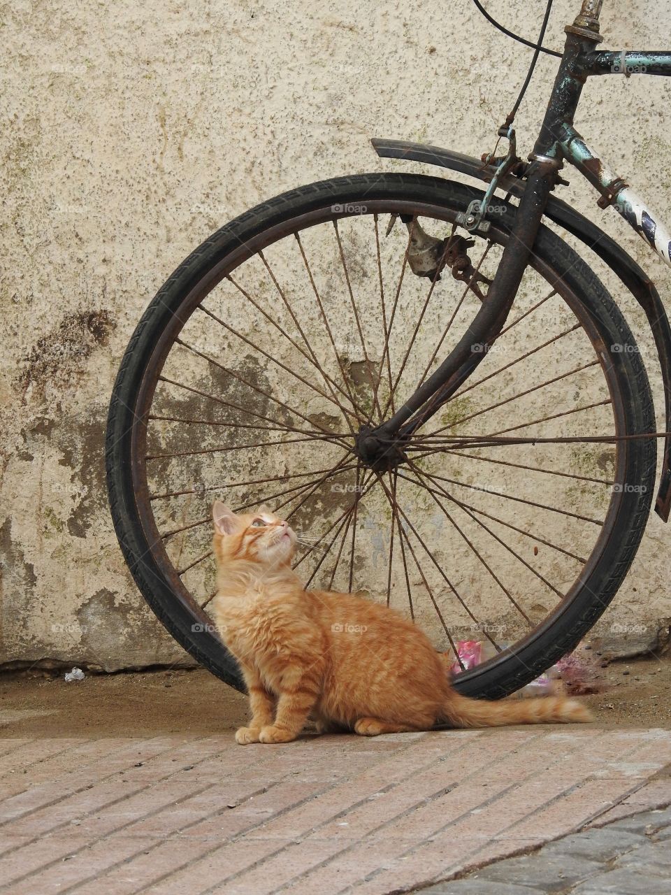 Kitten by bike