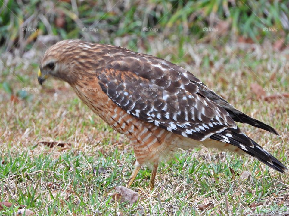 
Close up of a bird of prey - Red-tailed hawks are big, diurnal birds of prey that catch and eat gray squirrels and other critters small enough to handle.