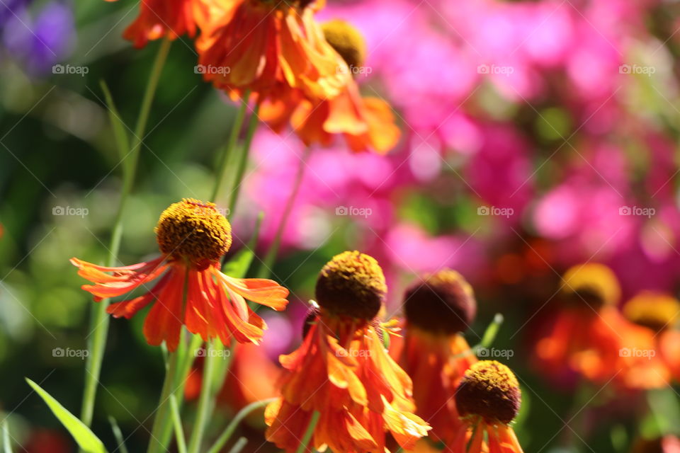 Summer flowers 