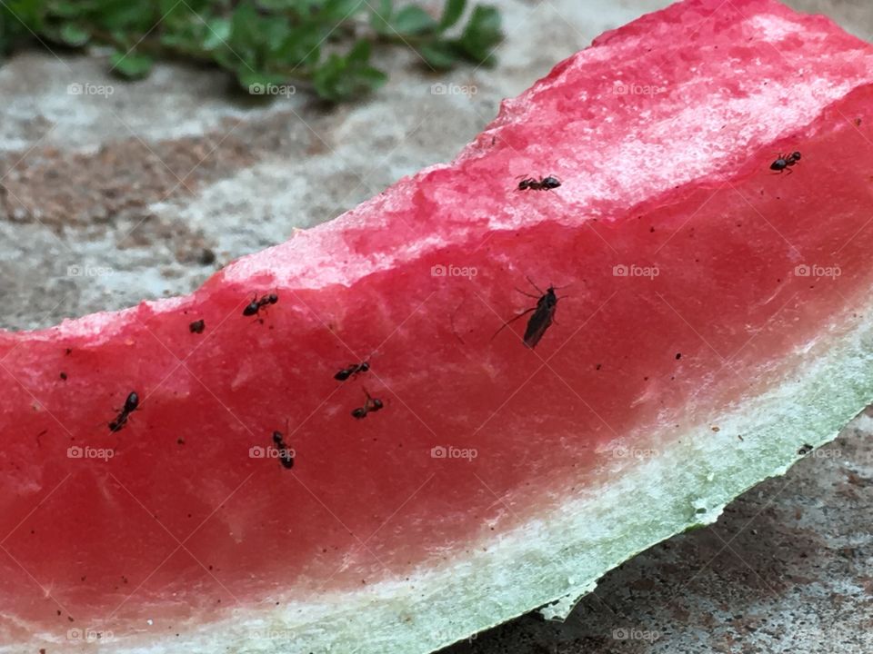 Tiny worker ants and a fly feeding on a chunk of watermelon fruit