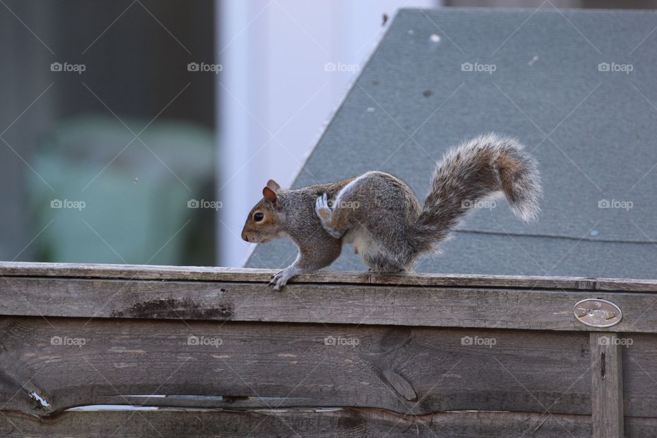 Grey squirrel with an itch