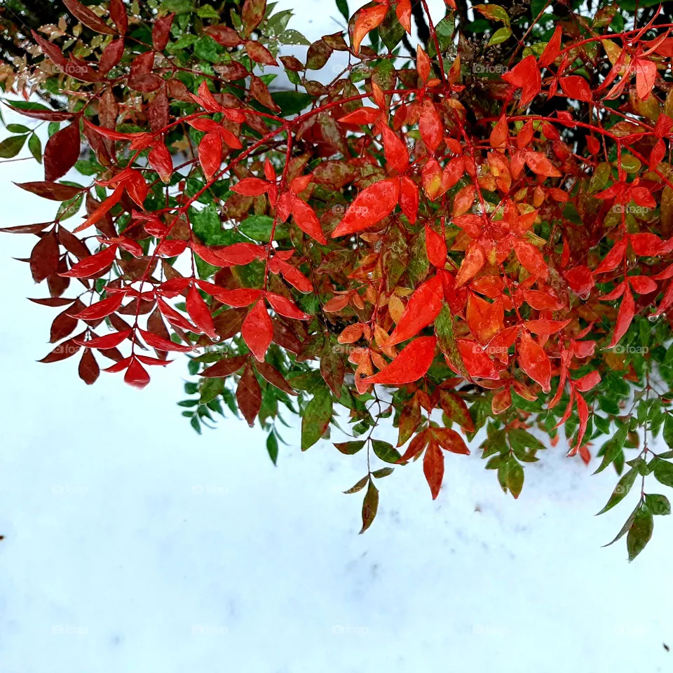Plant in winter