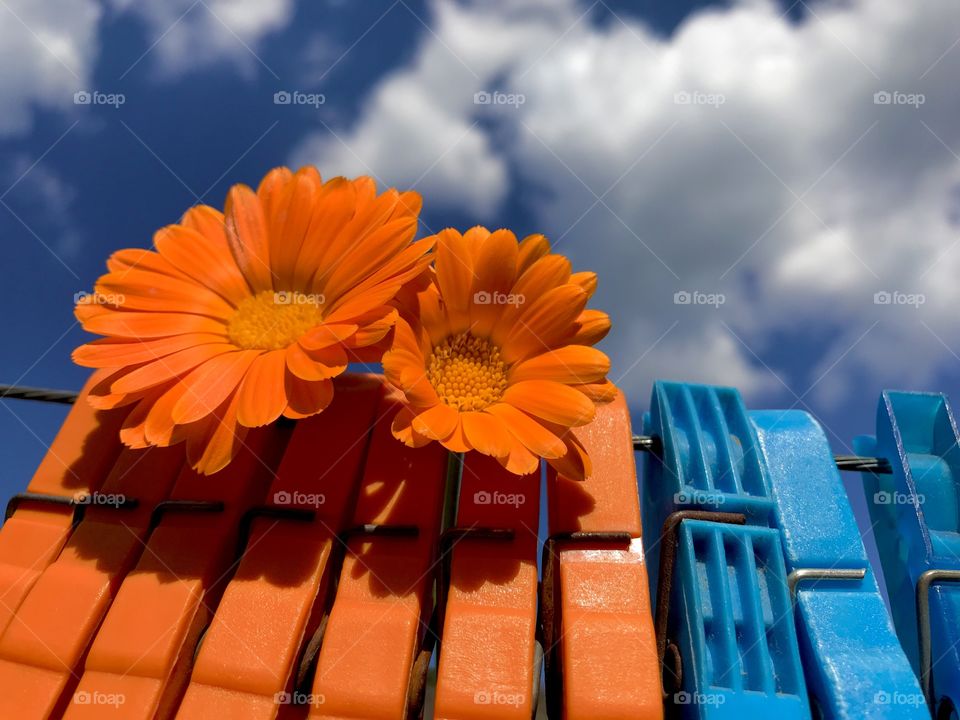 Two orange marigold flowers are hanging on the clothes clips, which are orange and blue.