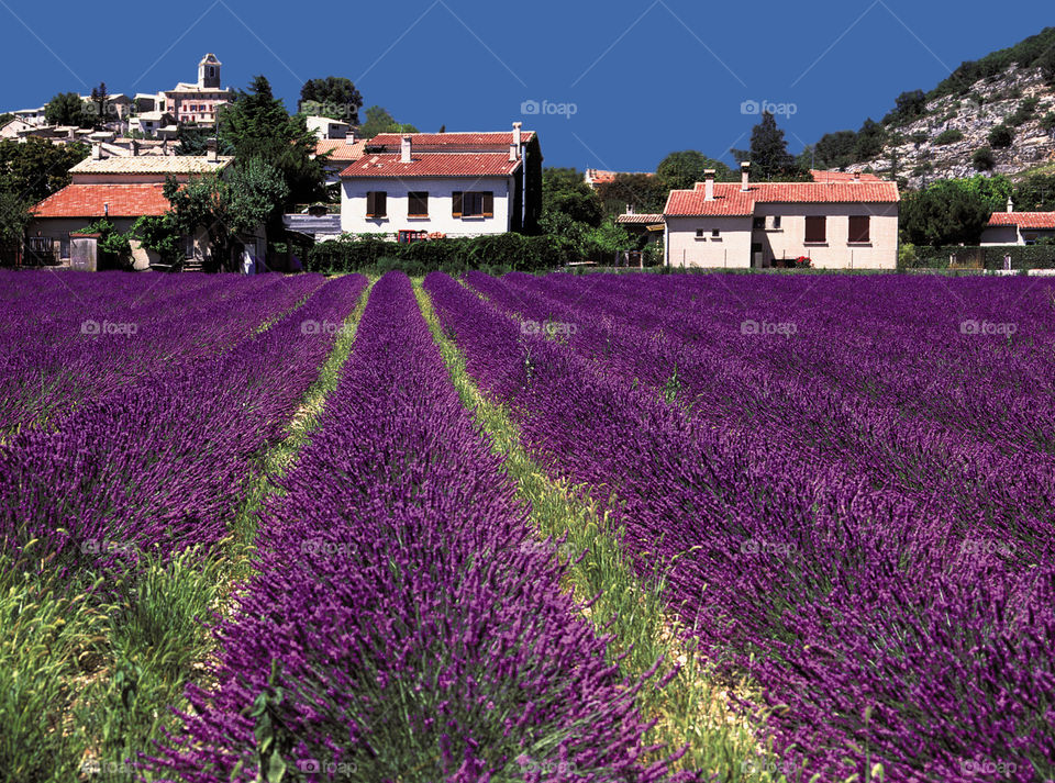 Village. Lavender Provence 