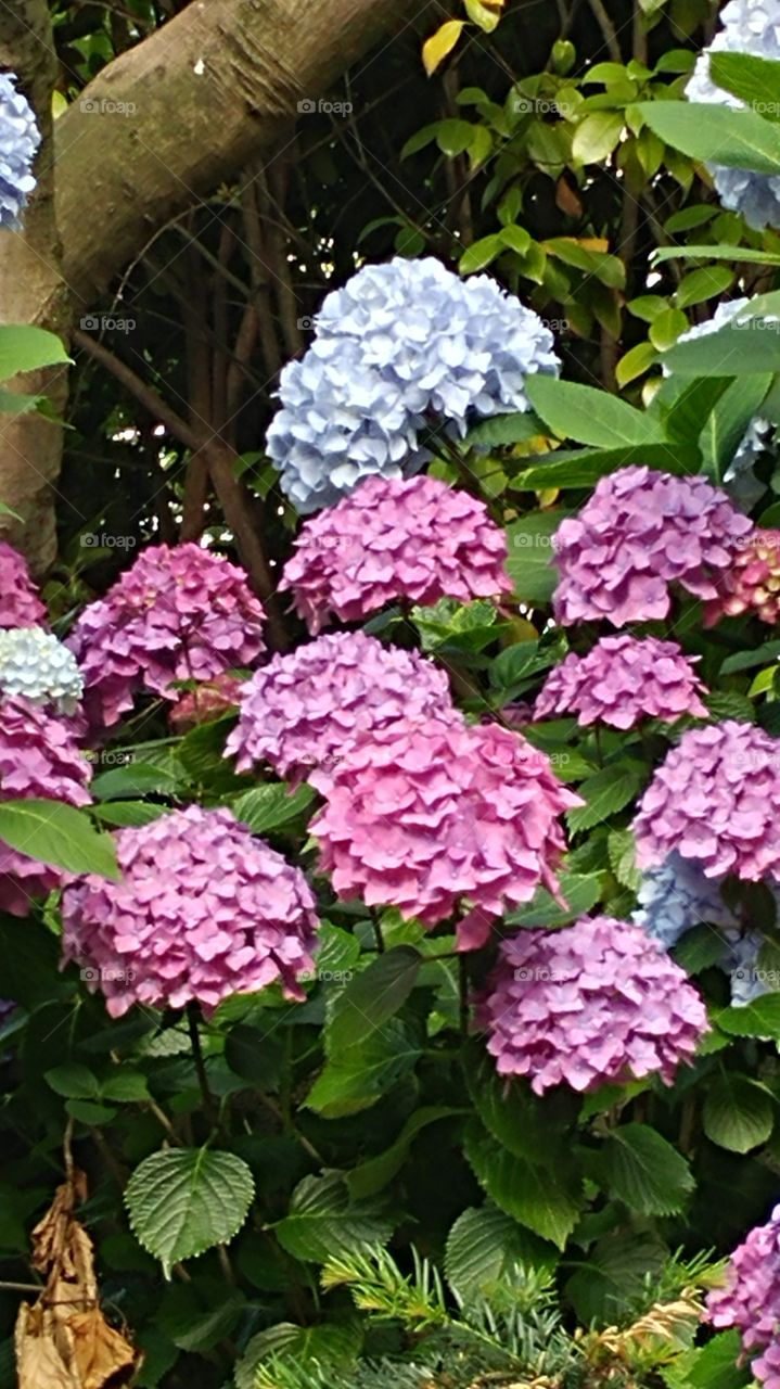 purple hydrangea