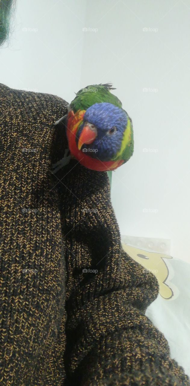 Pippo the parrot