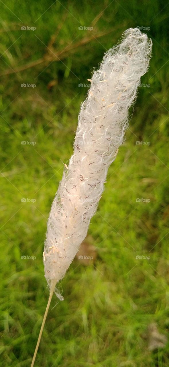 Imperata cylindrical flower, it is a species of perennial rhizomatous grass, native to tropical and subtropical Asia. shoot at sat, 27 apr, 2022, 12:00 pm.