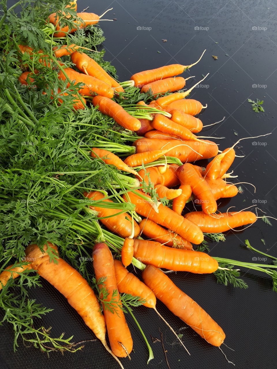 Freshly dug washed carrots, bright vibrant orange with attached greens.
