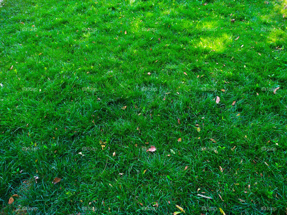 Green grass background