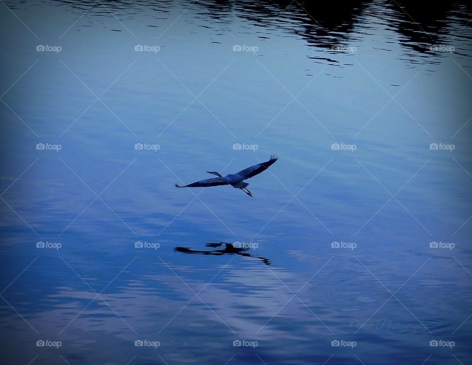 Blue Heron In Flight