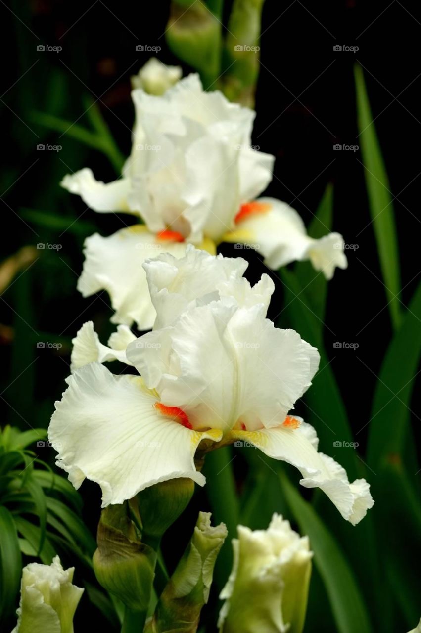 Ruffled iris. Dainty ruffled iris