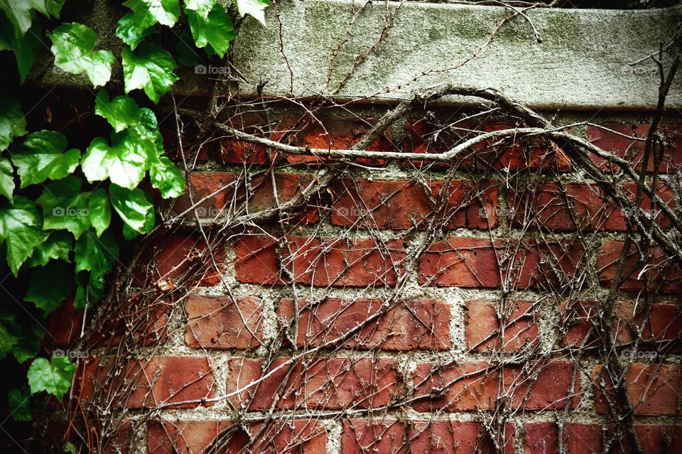 vines growing over old brick wall, nature running its course over urban development