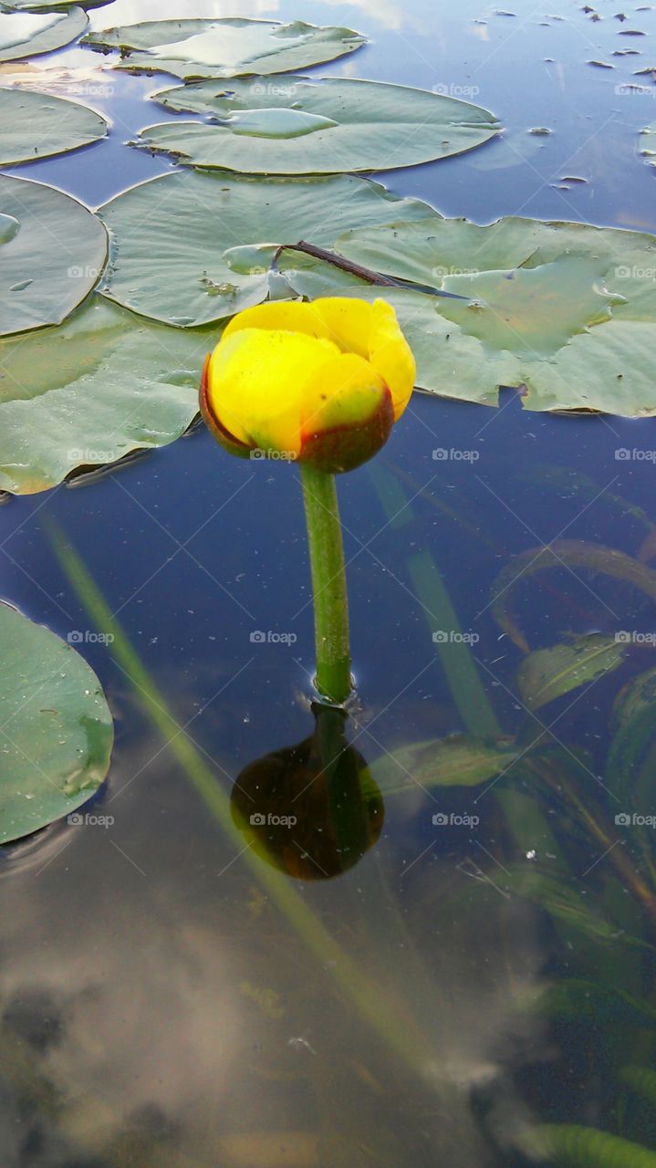 Lovely Lilly pads