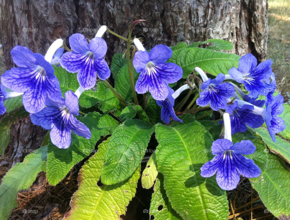 italy flower blue purple by serenitykennedy