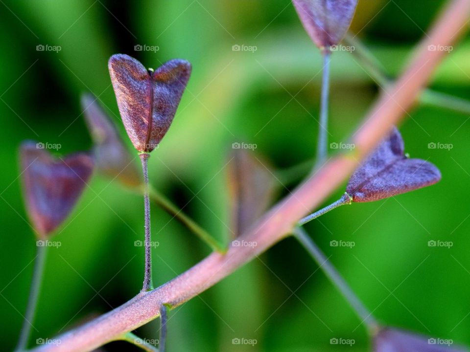 leafs in shape of purple heart