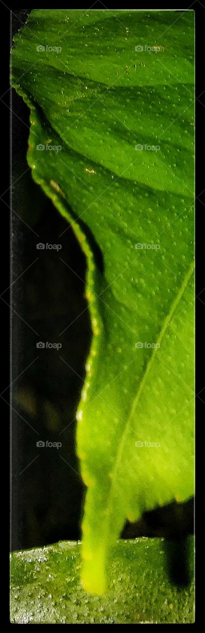 Leaf detail 2