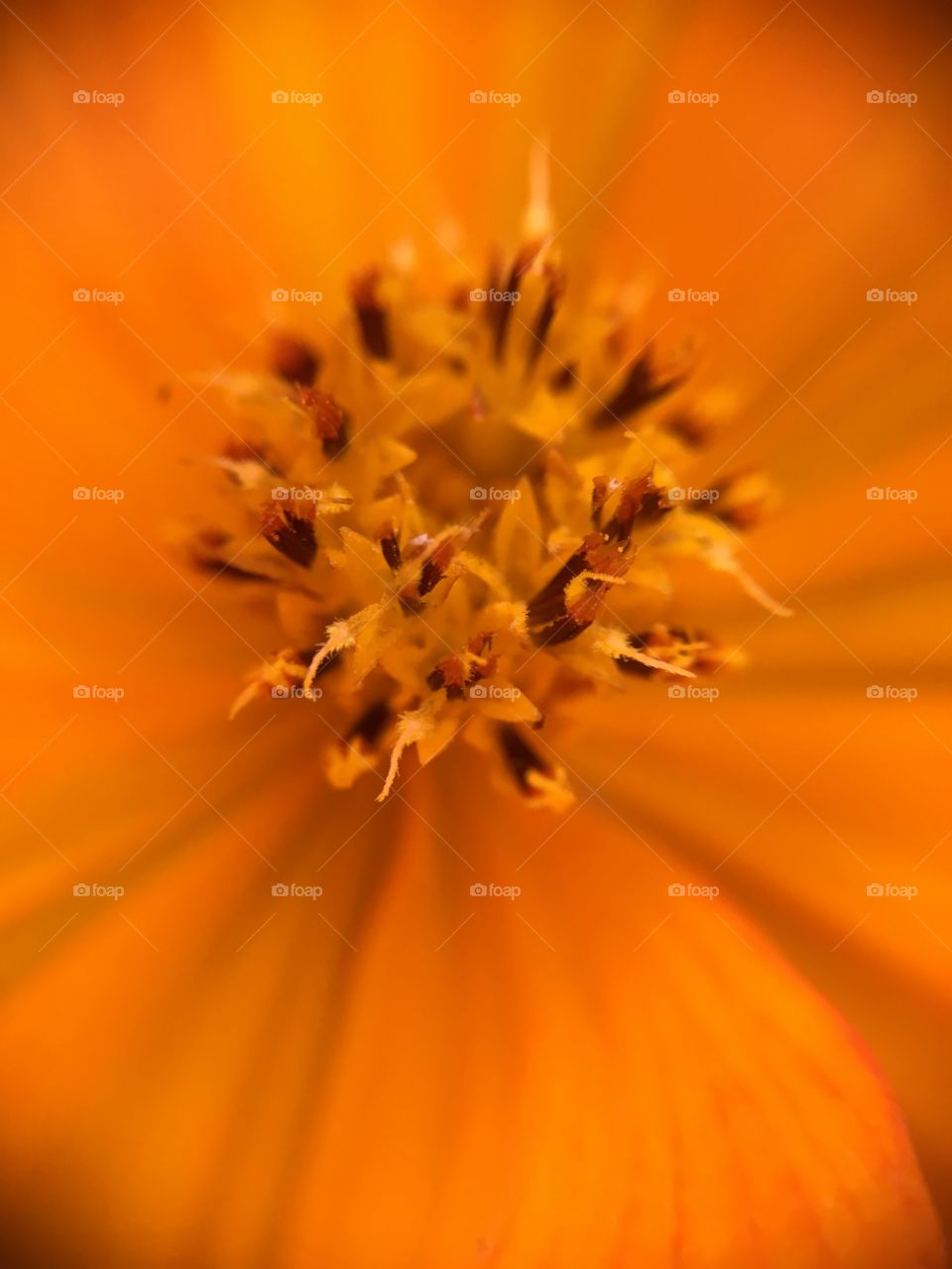 Orange flower center closeup