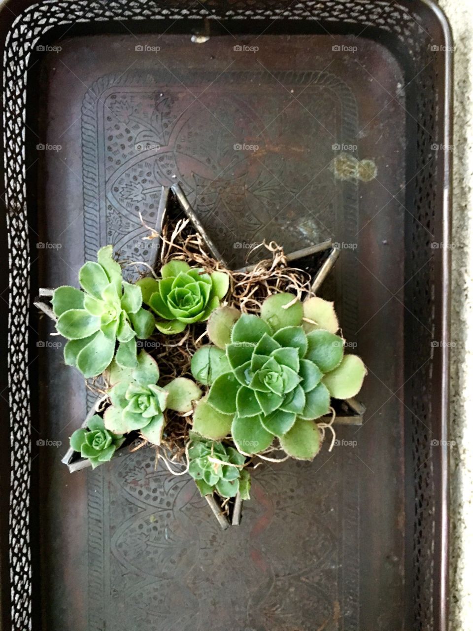 Succulents in star planter