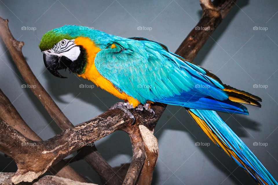 Parrot Ara blue