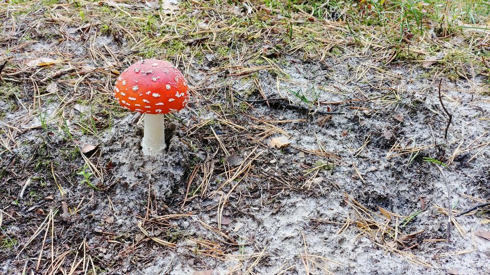 Post-rain muddy mushroom hunt