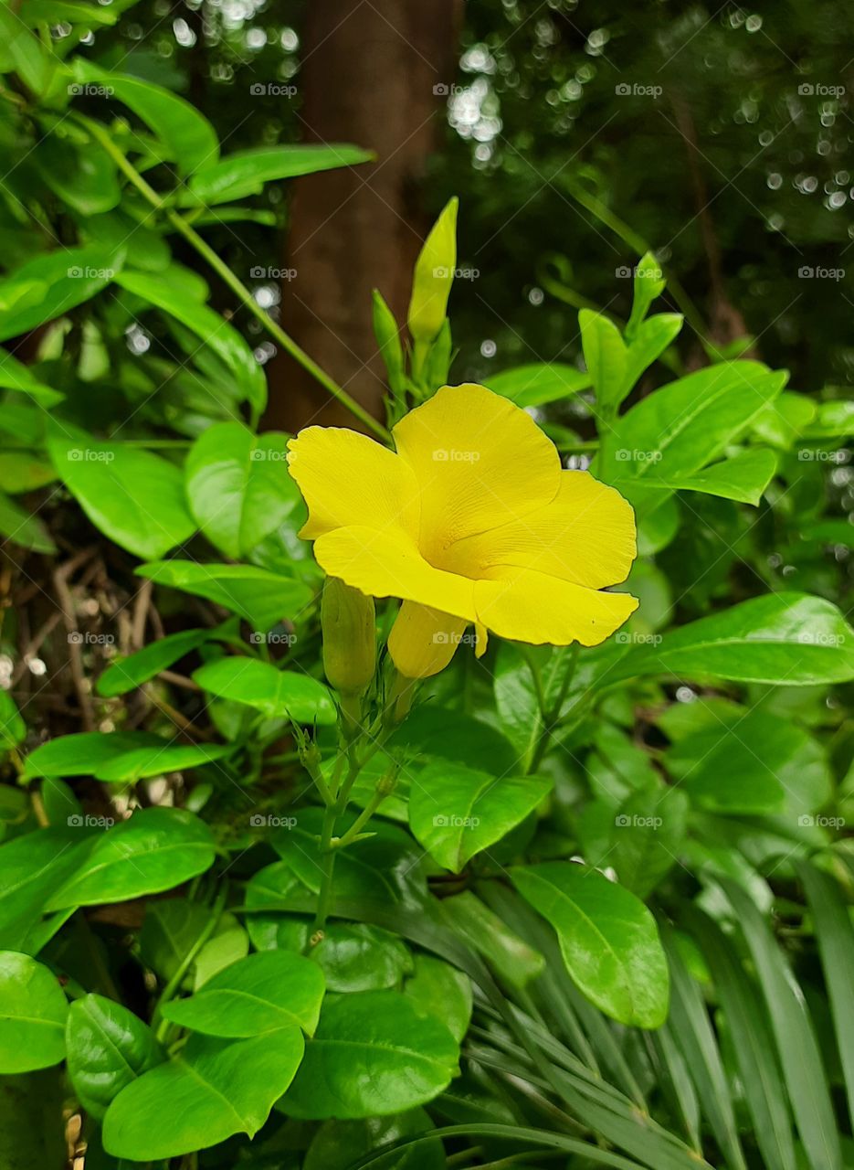 Beautiful Plant of yellow Flower # OriginalContent #Foap