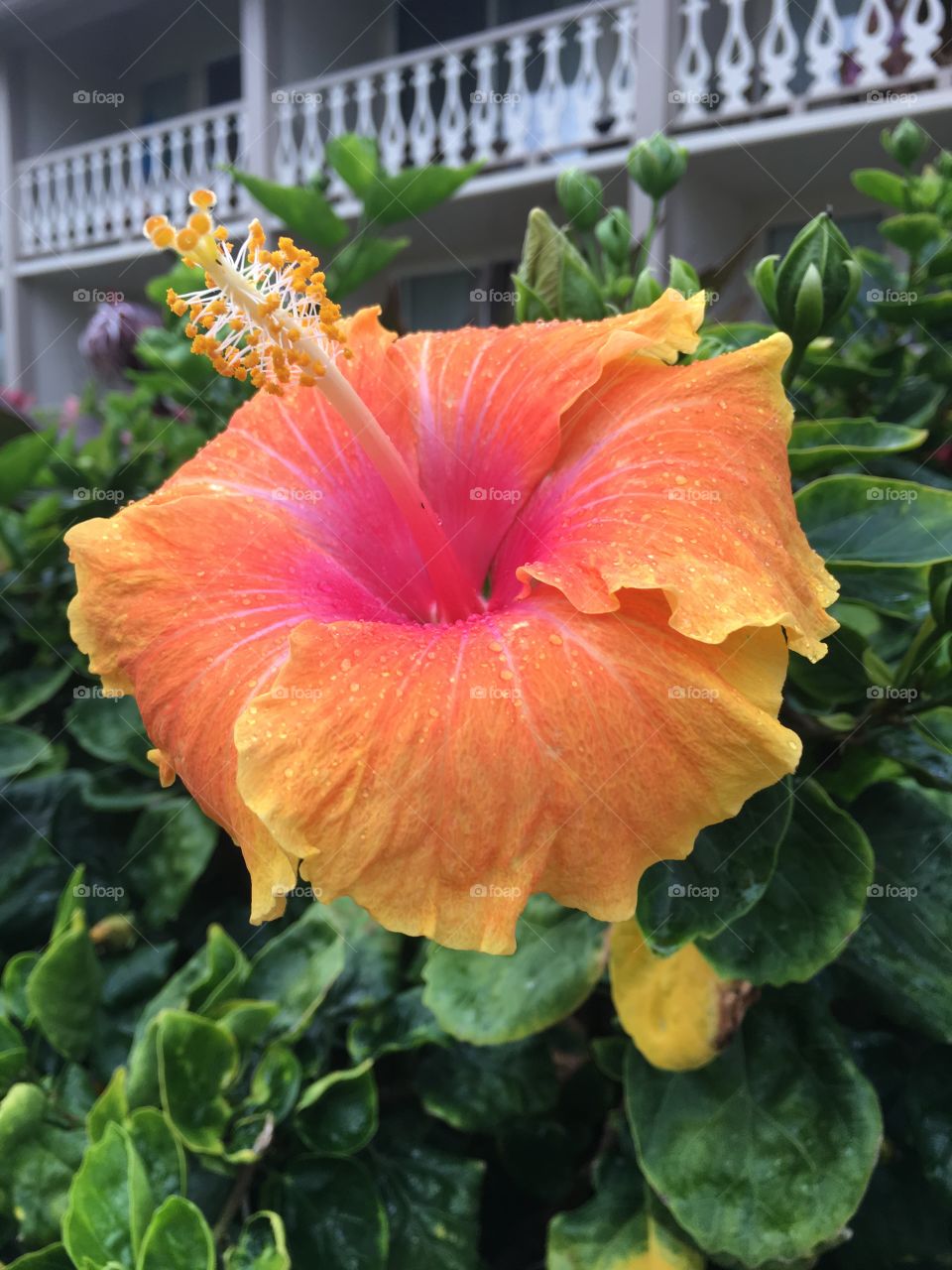 Tropical flower Hawaii