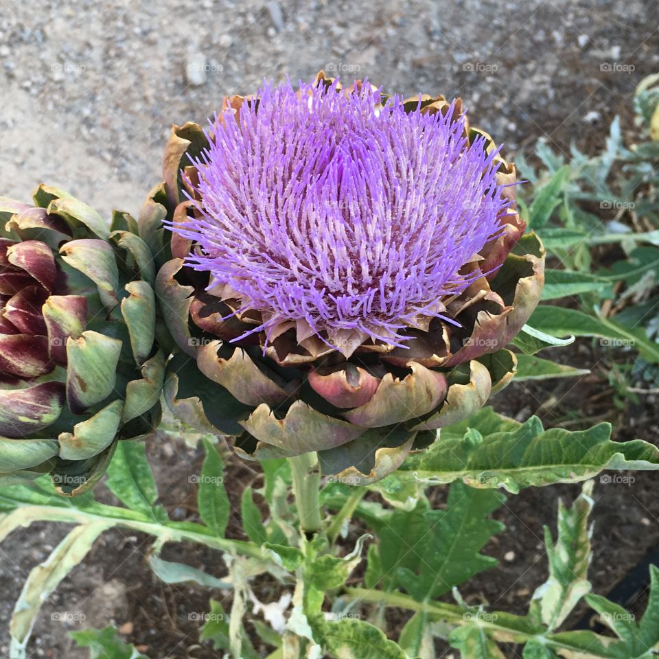 My blooming artichoke..... looks like I waited a bit to long! To pick them! 