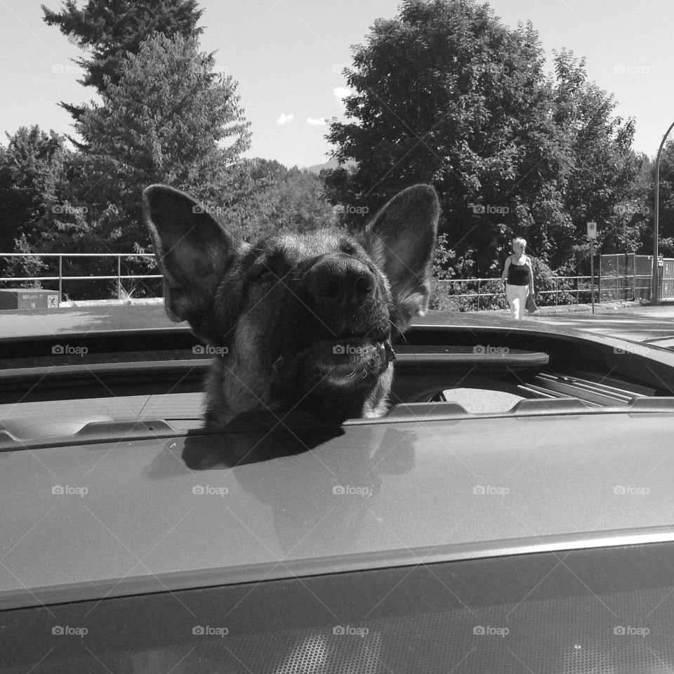 Dog in car window