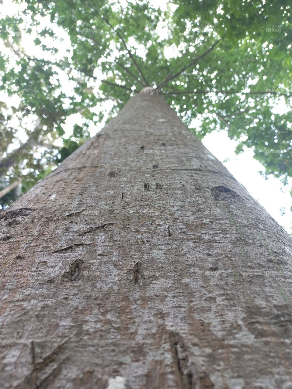 Trees are woody plants with the main characteristic of the trunk having a single tree.