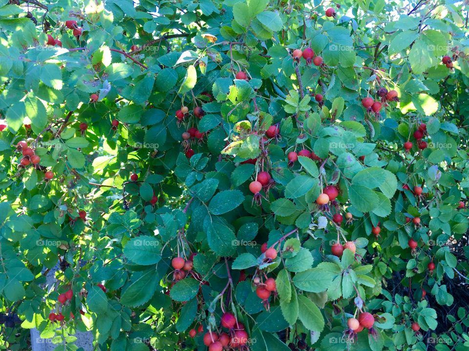 Red Fruits