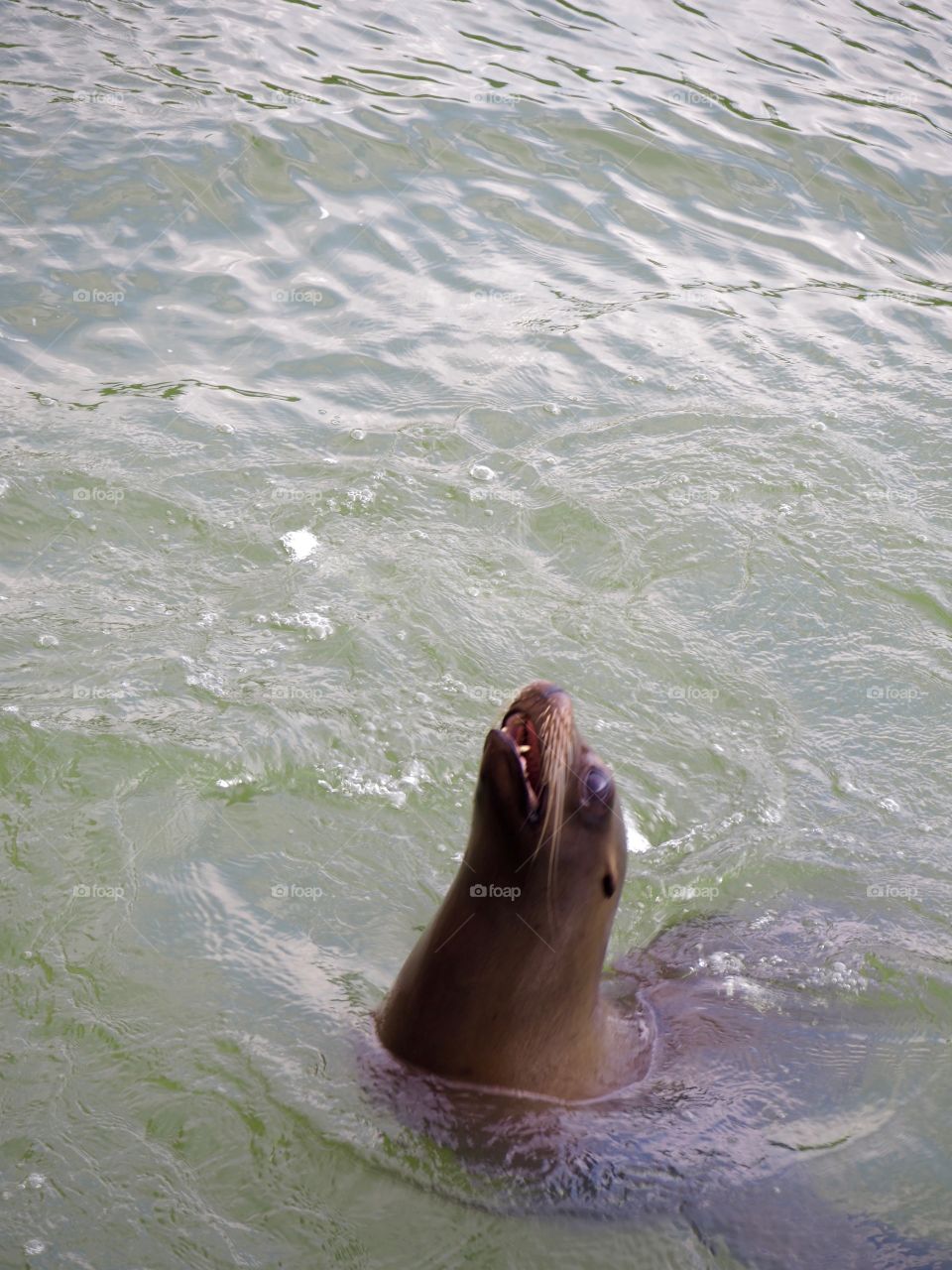 Sea lion begging for food alongside a boat