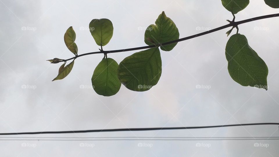 Plant with sky