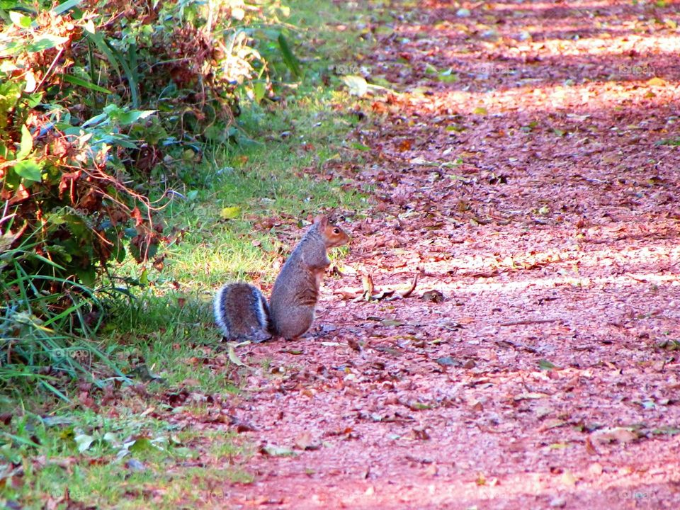 A foraging squirrel sits up in alert