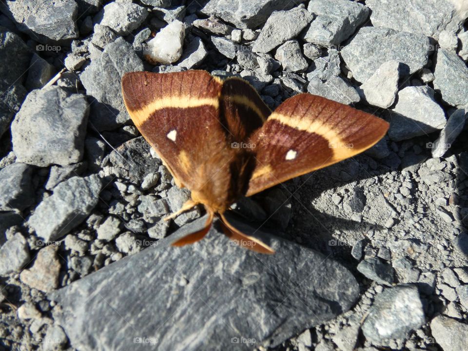 A moth in north Devon 